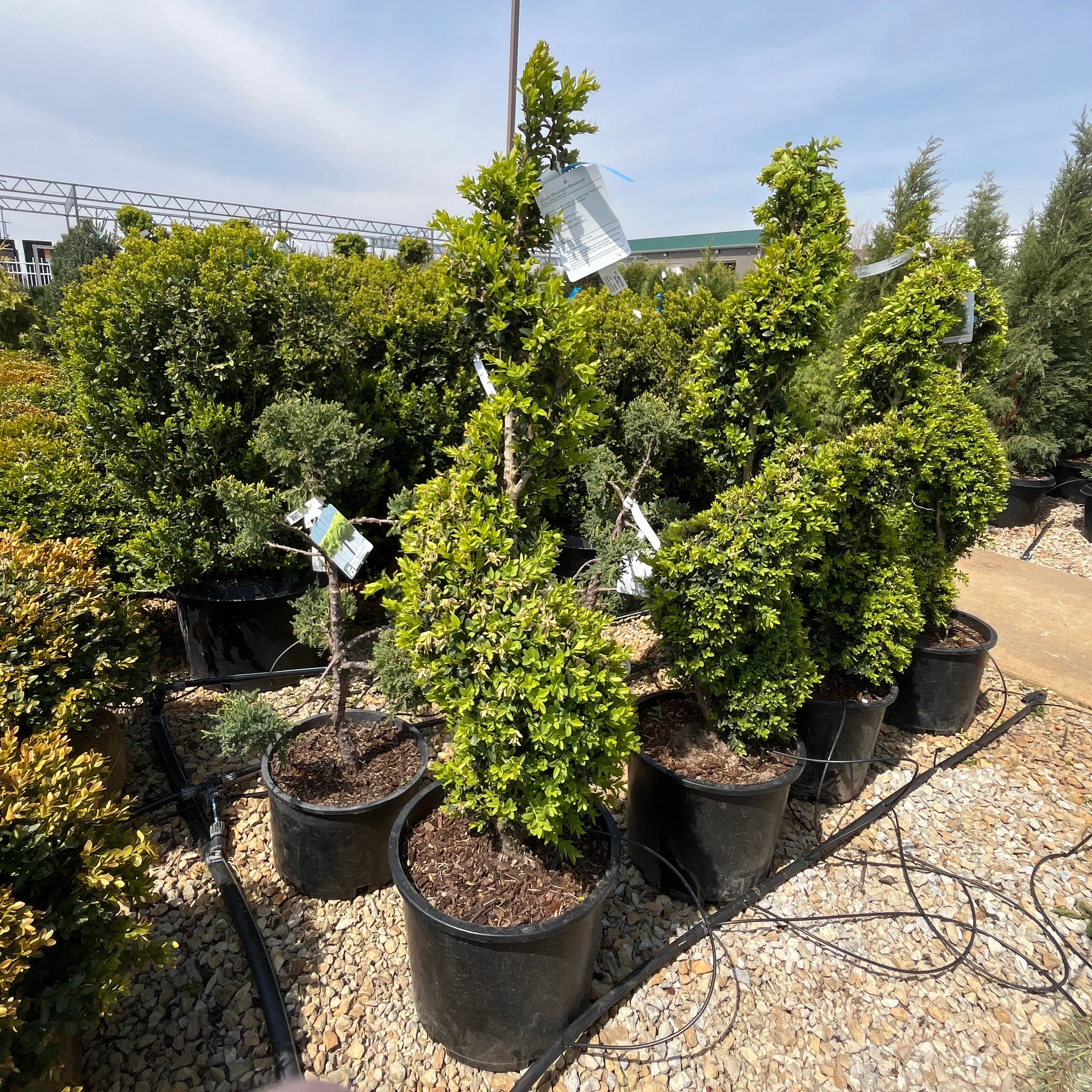 Topiary Trees & Shrubs